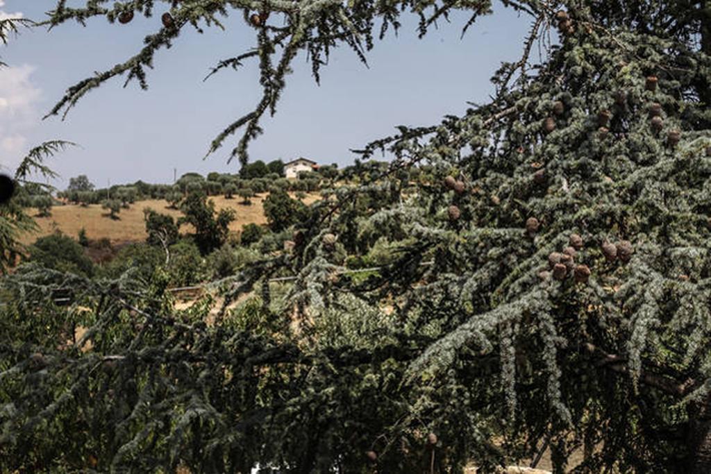 Agriturismo Miracco Atanasio Franco "Il Maniero" Santa Sofia d'Epiro Экстерьер фото