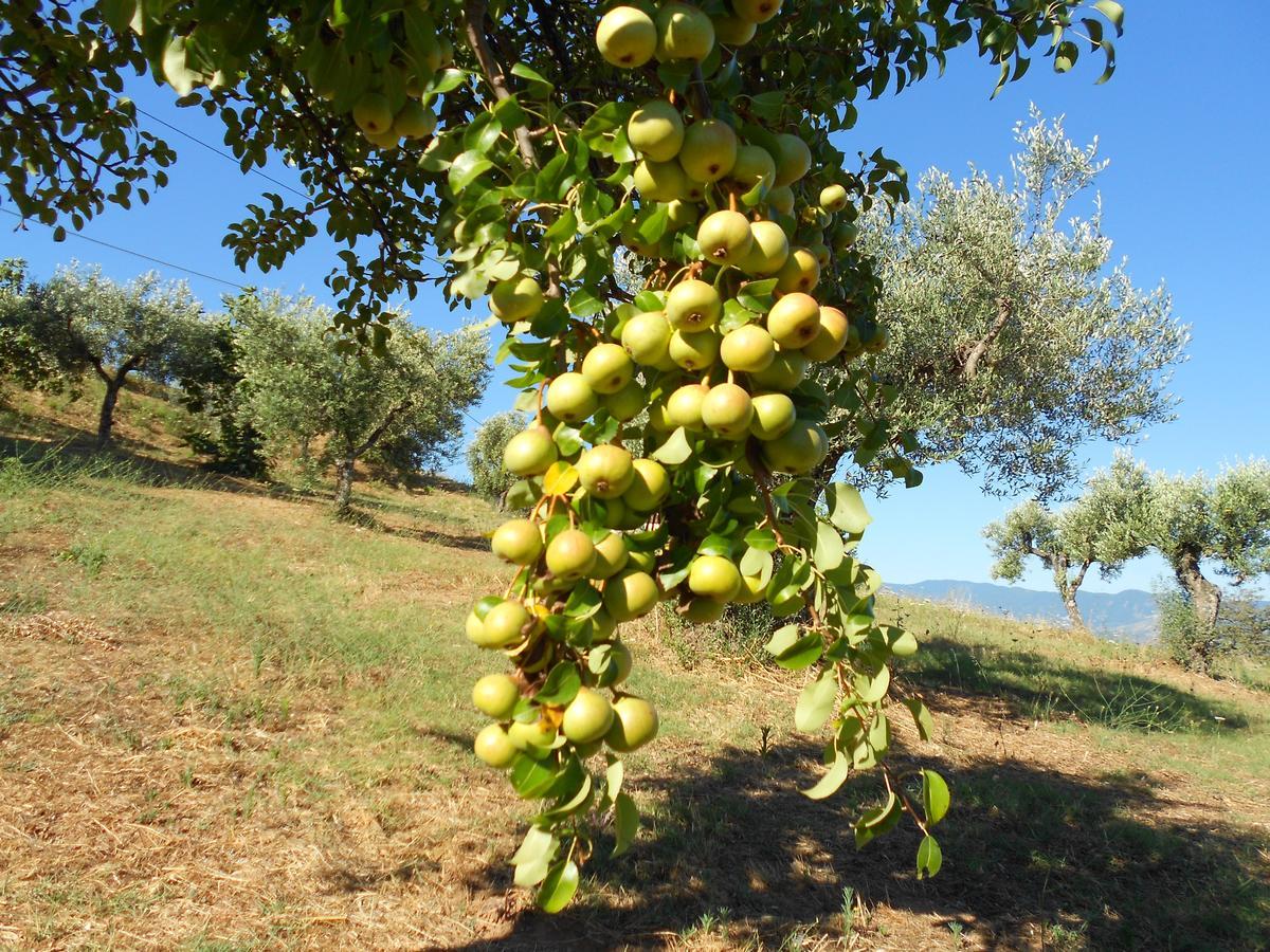 Agriturismo Miracco Atanasio Franco "Il Maniero" Santa Sofia d'Epiro Экстерьер фото